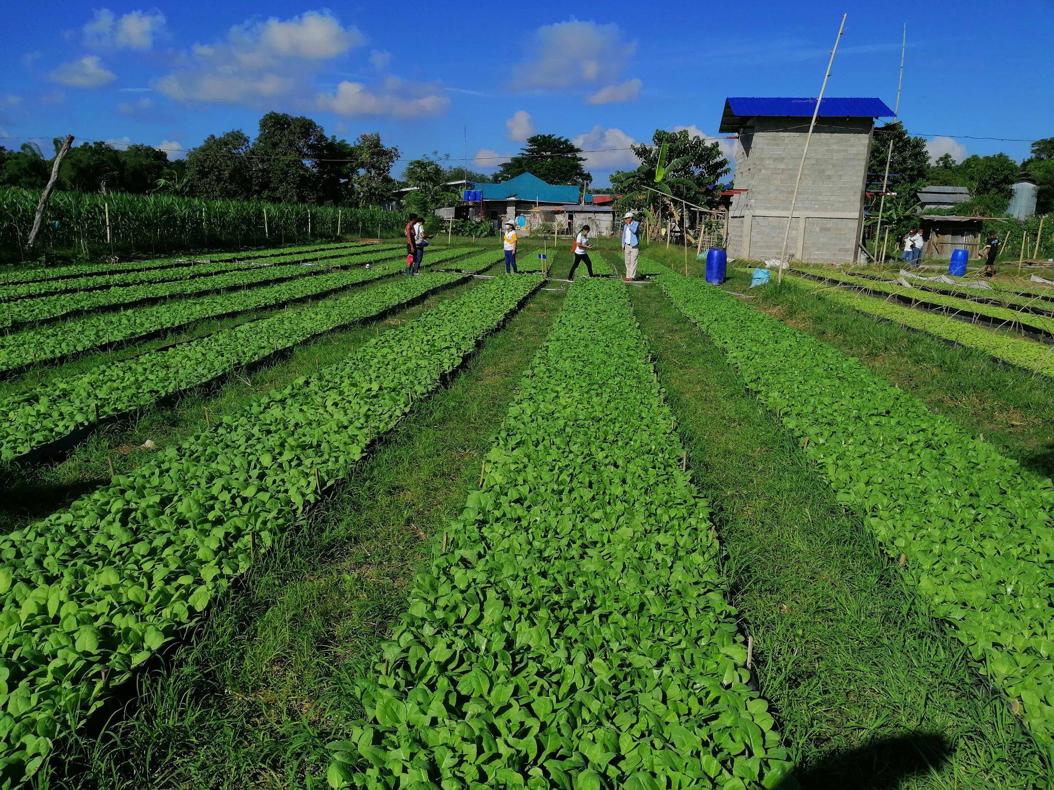 Monitoring of improved tobacco seedling production in La Union